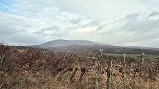 Hópelyhek a szőlők felett