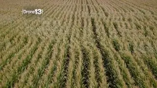Drone13: Cornfield in Yolo County near city of Davis