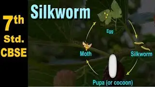 Class 7 | The life cycle of a Silk Worm  | NCERT | Science | CBSE Board | Home Revise