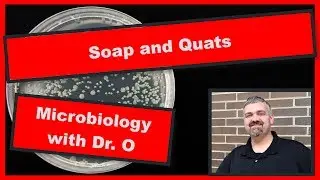 Soap and Quats:  Microbiology