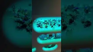 Flesh Fly After Being Sprayed With Bug Spray