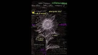 Zero 2552 - Helianthus