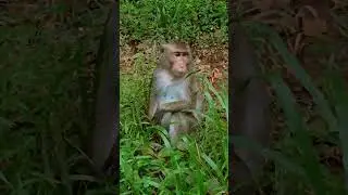 089 Amazing Videos Alberto And Miyee, Teaching baby Bill monkey to walk on two legs