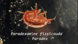The awesome amphipod, Paradexamine fissicauda