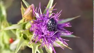 Oxythyrea cinctella