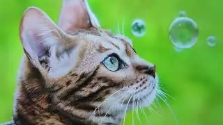 Airbrush Painting Realistic Fur Hair | Airbrush Time Lapse Painting