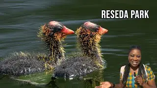 Public Parks near Los Angeles.  Exploring Filming Wildlife at Reseda Park Lake | Ecotourism