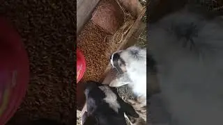Feeding my livestock #farmlife #farm #livestock #homestead #sheep #chicken