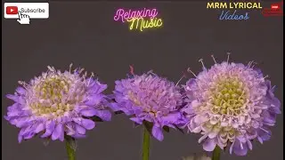 Flower Blossom Relaxing Music Video | #music #relax #quick_sleep Absolute Stress Relief