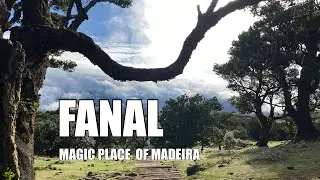 FANAL - Magic Place of Madeira - Magick&eacute; m&iacute;sto Madeiry