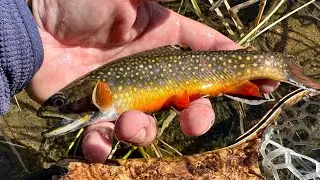 Fall 2023 Little Lakes Valley: Fishing, Hiking, and Camping