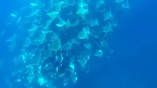 Freediving with mobulas, Cabo San Lucas