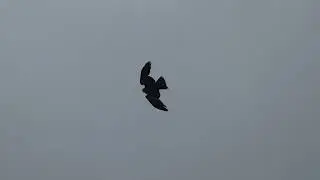 Une Buse variable survole le poulailler et plonge à l'intérieur