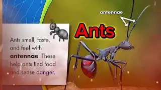 BBC4KIDS | The Tiny Ants Life | Team Ant Working Together | Kids Story