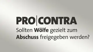 Pro und Contra: Sollten Wölfe gezielt zum Abschuss freigegeben werden?