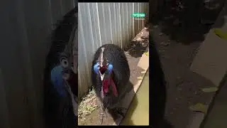 😬 The cassowary is the most dangerous bird in the world&hellip; can you tell? #shorts