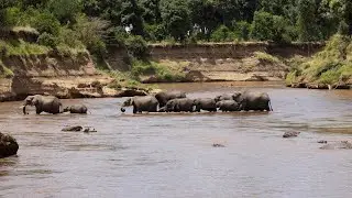 Mara River crossing alert!  A herd of elephants carefully cross the Mara river