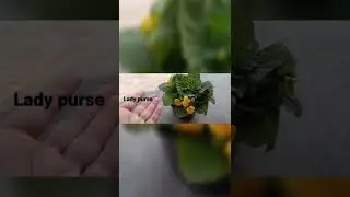 Lady purse plant(calceolaria) by Coco's Garden