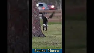 An Eagle Carries A Branch Of Tree For Nest!! ||#shorts