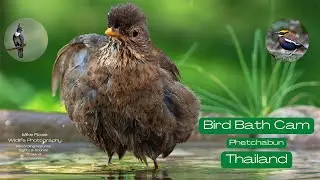 Streak-eared Bulbul-Standoff at the bird bath!