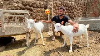 Hum Ny White Bakriyan Bhi le li 😍