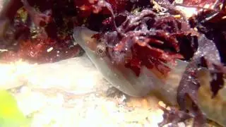 Cornish sucker fish (shore clingfish)
