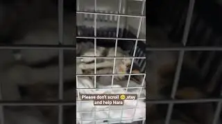 #catsInNeed#HelpcatsInNeed #Rescuecats#AdoptDontShop #CatRescue#SaveThecats