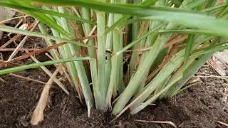 How to trim and care for lemongrass