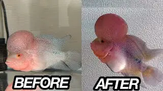Flowerhorn Grooming 7 days result