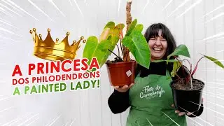 PHILODENDRON  PAINTED  LADY, como cuidar e fazer mudas