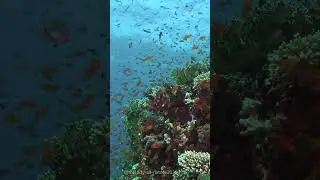 Underwater footage + Music | Reef Relaxation Ambient Nature Film #shortvideo #aquarium #nature