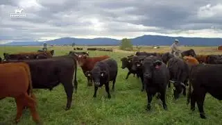 FarmFoods Grass-Fed Meat, Free Delivery