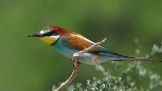 European Bee Eater Bird Song &ndash; Beautiful and Melodic Call of the Bee Eater