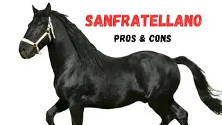 Sanfratellano Horse Pros and Cons -Sanfratellano Horse Advantages and Disadvantages