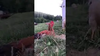 🐓🐓🐓🐓 #haushuhn #kuchkak ##h&uuml;hnchen  ##h&uuml;hneraufyoutube  ##huhn