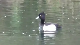 Y0044　Oita River　Snow Falling　Tufted Duck　1 Male