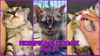 KOMPILASI ANAK KUCING LUCU KOCAK PART 13 RO CAT