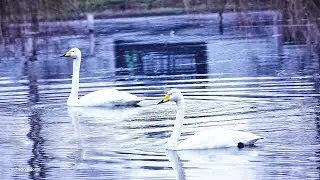 Кряквы и лебеди-кликуны в пруду🦆🦆🦢🦢💚