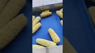 Full automatic fresh corn production line