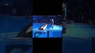 Jessica ❤️❤️❤️#jessica #orca #dolphin #viralvideo #trending #shorts #ytshorts