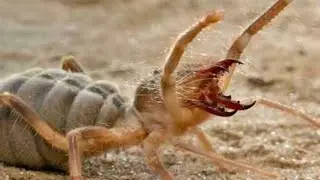 10 animals you dont want to mess with!!!