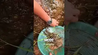 Gold moss #shorts #science