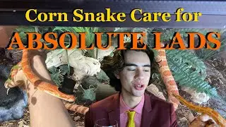 Corn Snake Care Guide for Absolute Lads
