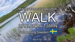 MINIATURE SCHNAUZER WALK H&Auml;RLANDA TJ&Auml;RN (4K)