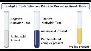 Ninhydrin Test Definition: A Chemical Test for Separating Amino Acid, Primary & Secondary Amines