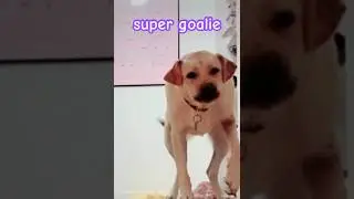 Super keeper #dog #puppy #funny #labrador #keeper #pets