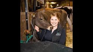 Tout le monde devrait regarder: Technologie d'&eacute;levage de vaches automatis&eacute;e incroyablement moderne