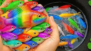 I Get Freshwater Rainbow Fish, Beautifull Aquarium Fish In Small Pond, Turtle, Goldfish, Molly Fish