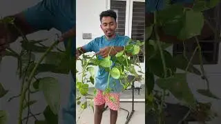 Money Plant Propagation 🌿 | Tried Two Easy Methods!