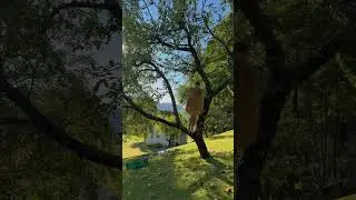 Climbing the old apple tree so the fruit falls into the grass 🍎 Turned the whole harvest into apple